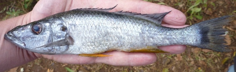 Rhamphochromis sp. 'kingiri large'